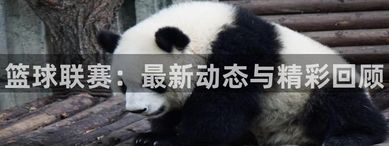 篮球联赛：最新动态与精彩回顾