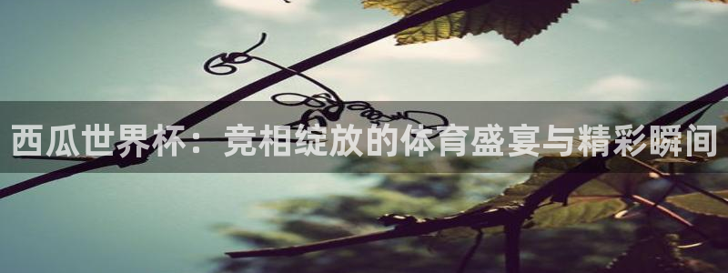 西瓜世界杯：竞相绽放的体育盛宴与精彩瞬间